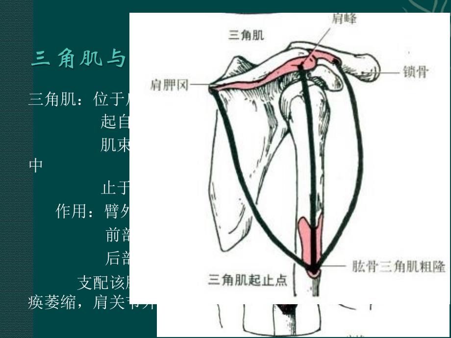 上肢课件PPT_第3页