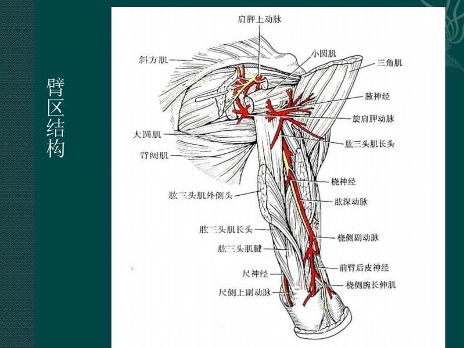 上肢课件PPT_第5页