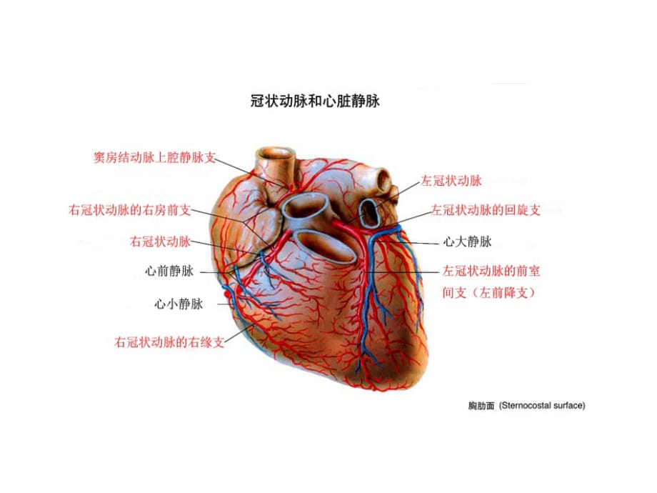 2020年高清冠状动脉和心脏静脉1.ppt_第1页