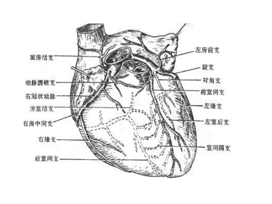 2020年高清冠状动脉和心脏静脉1.ppt_第3页