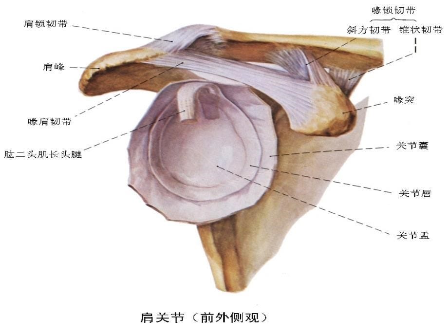 肩关置换课件PPT_第5页