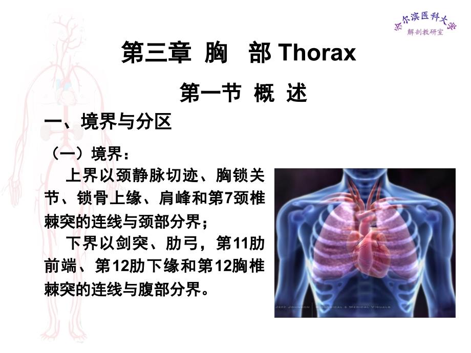 临床医学五年制局部解剖学课件胸部PPT_第1页