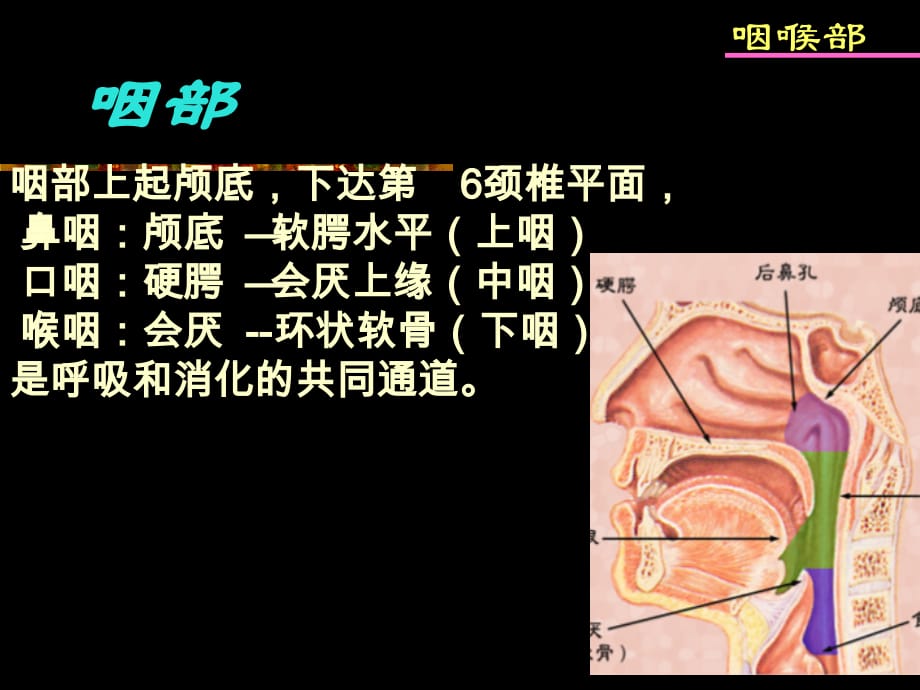 鼻咽及喉部影像学诊断课件PPT_第2页