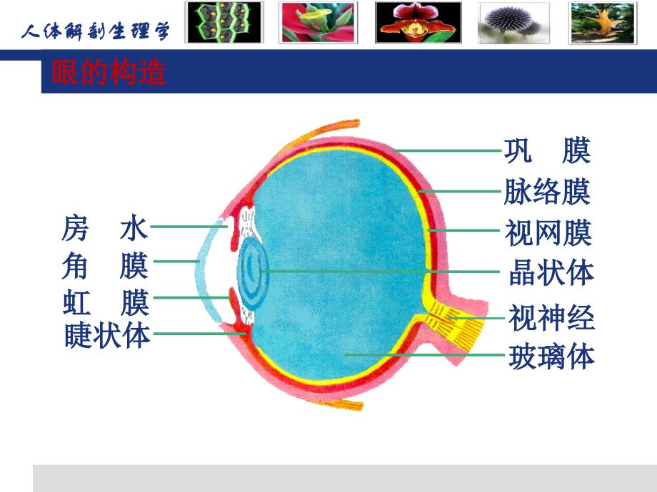 解剖生理感觉器官_第4页