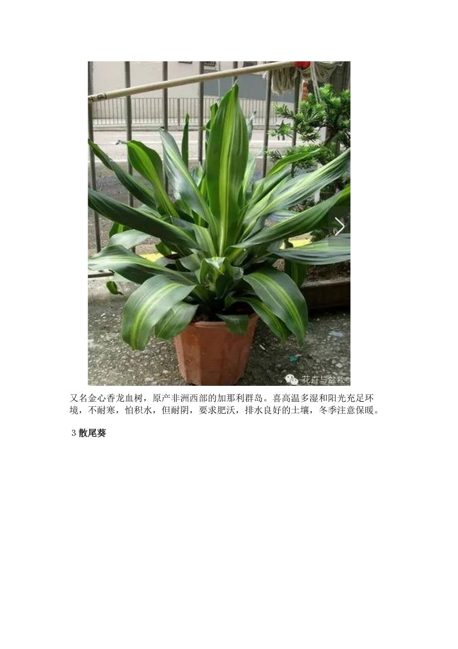 种最适合室内养护的耐阴植物都是精选的净化空气绿植哦.docx_第3页