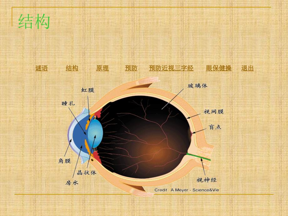 保护眼睛、预防近视ppt课件精编版_第4页