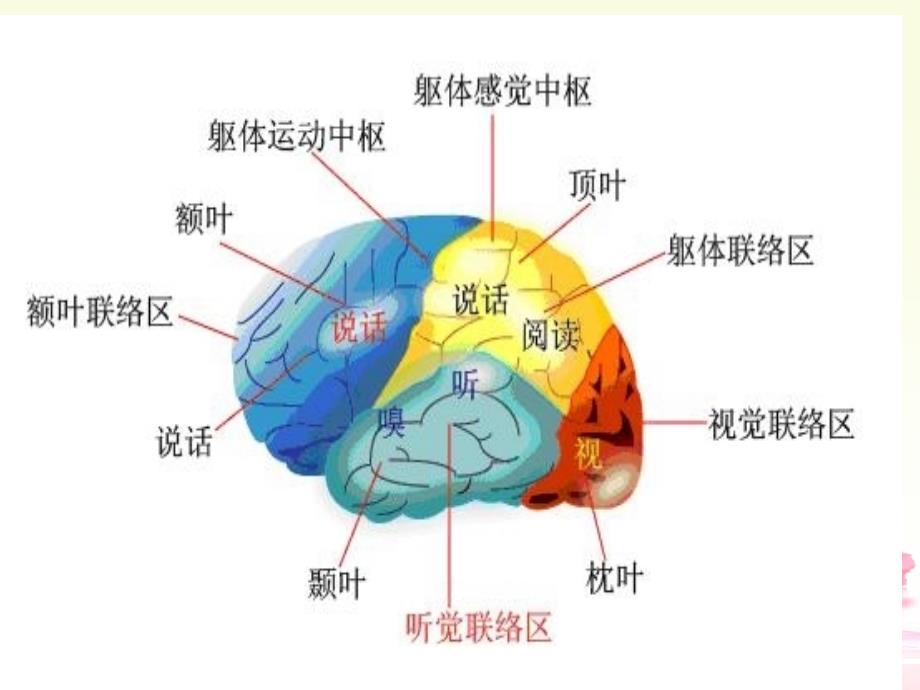 感觉功能的课件PPT_第4页