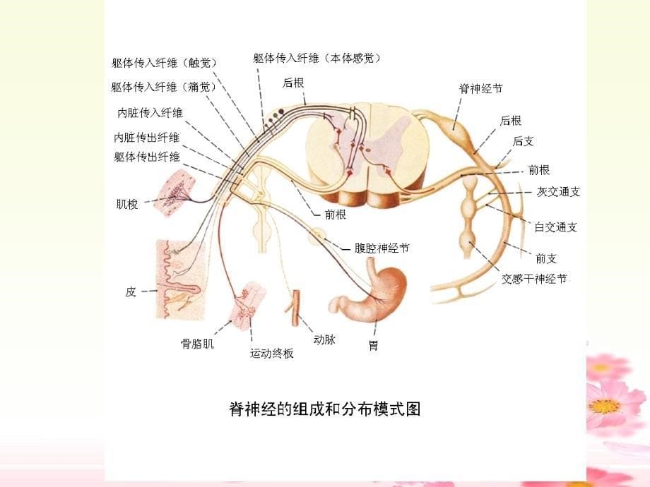 感觉功能的课件PPT_第5页