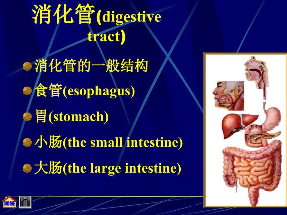 大学课件组织学与胚胎学第十四章 消化管_第2页