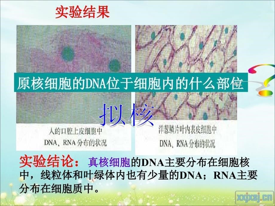 遗传信息的携带者——核酸(公开课)---副本讲课资料_第5页