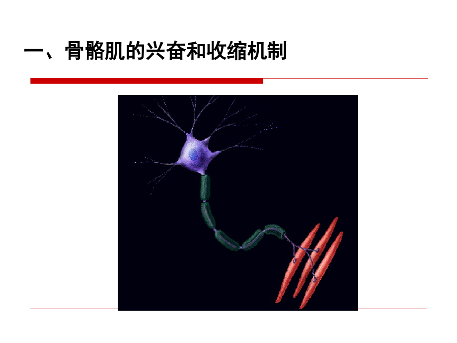 肌细胞的收缩课件PPT_第3页