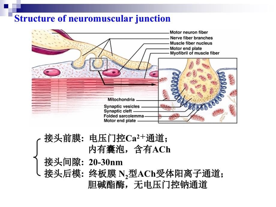 肌细胞的收缩课件PPT_第5页