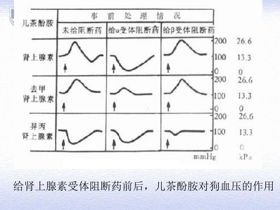 B11肾上腺素受体阻断药_第3页