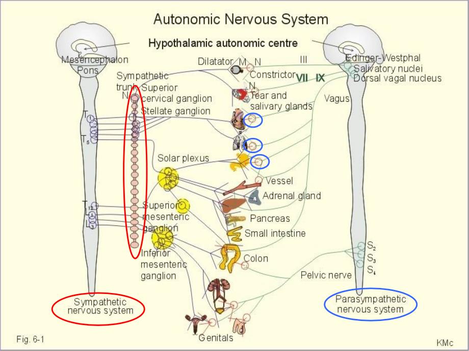 .传出神经系统药理学概论_第3页