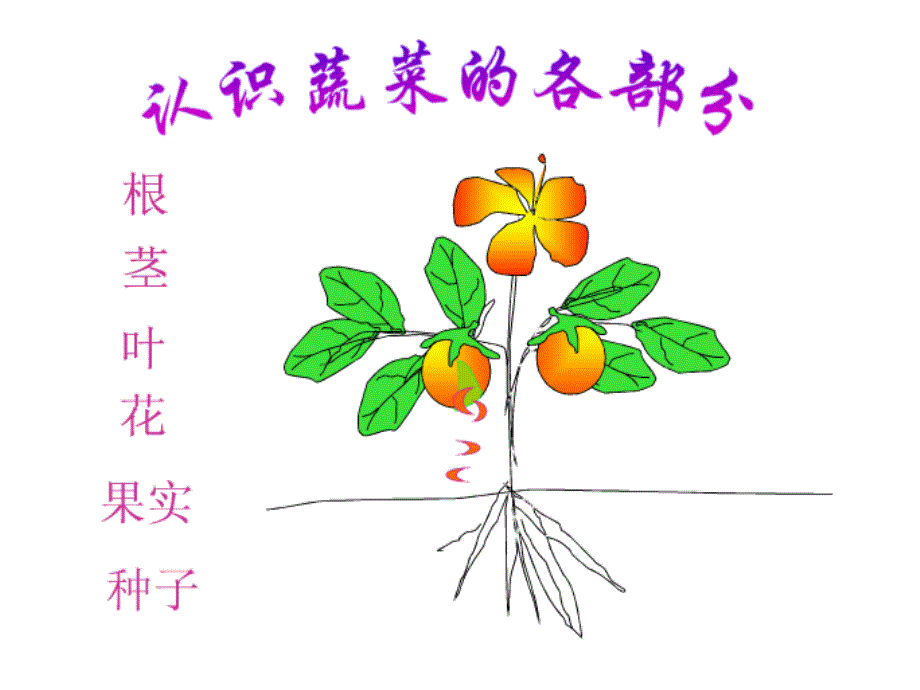 幼儿园大班科学《吃植物的哪部分》课件知识讲解_第2页