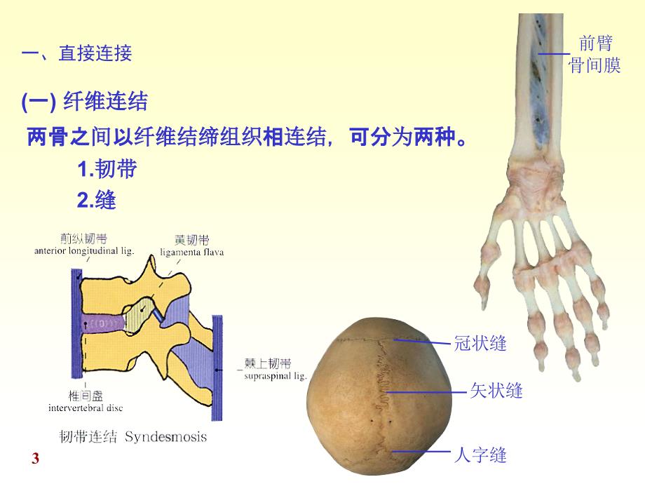 系统解剖学——关学课件PPT_第3页