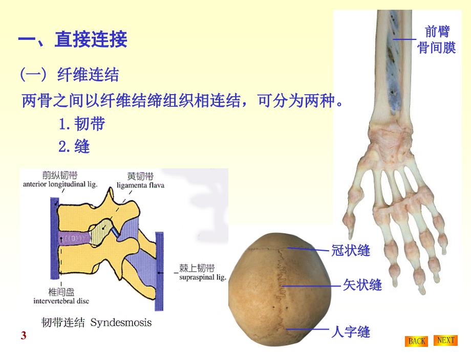 人体解剖学—骨连接课件PPT_第3页