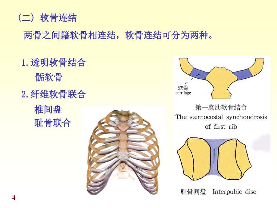 人体解剖学—骨连接课件PPT_第4页