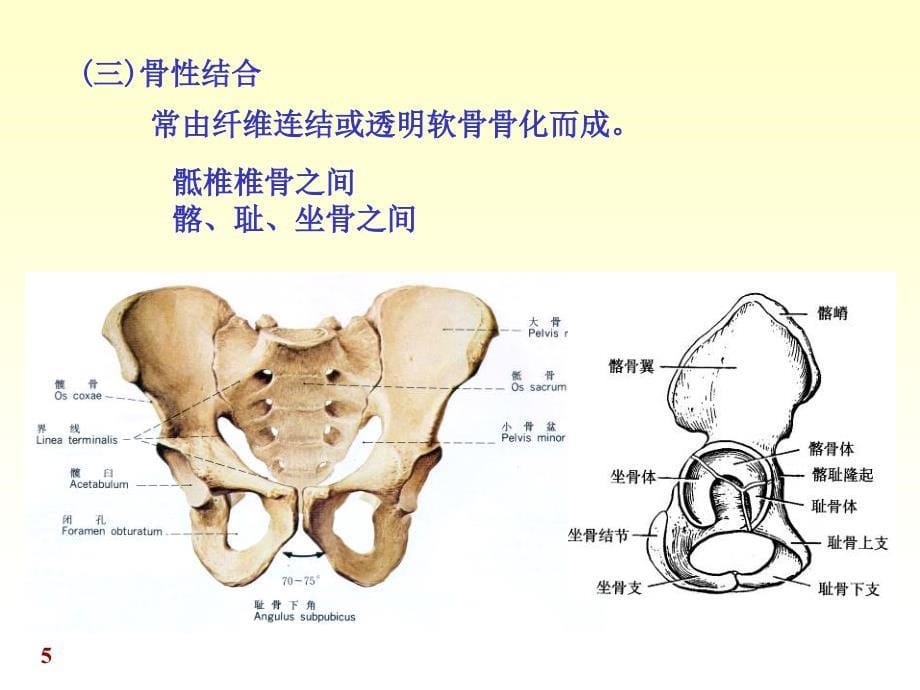 人体解剖学—骨连接课件PPT_第5页