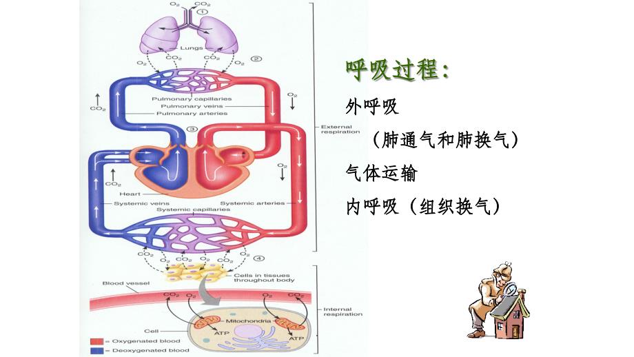 肺的生理功能ppt课件_第2页