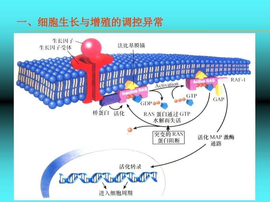 第五章 肿瘤2(8学时)_第5页