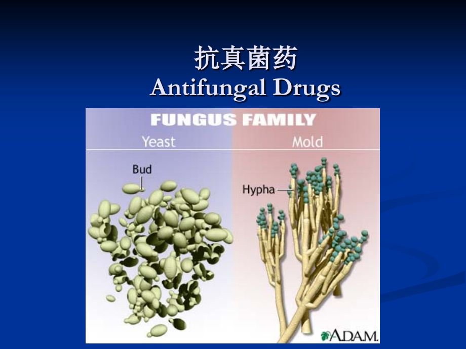 药理学课件40_抗真菌药及抗病毒药_第2页