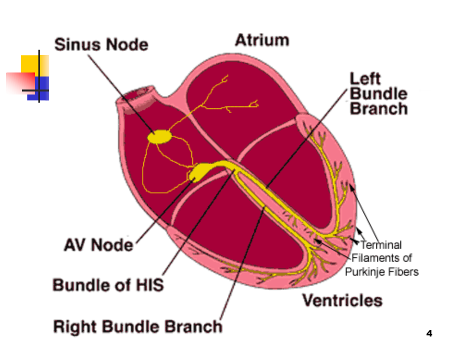 心律失常总论课件PPT_第4页