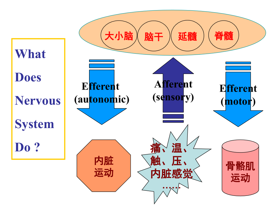 第5章 传出神经系统药理学概论_第2页