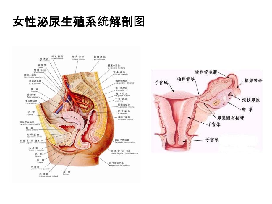 妇科常见疾病(完成)ppt课件_第2页