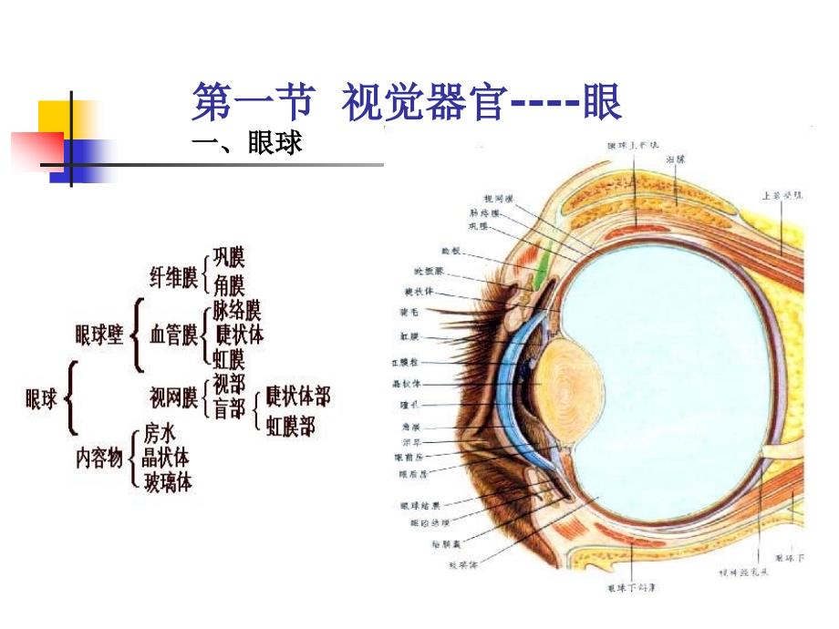 家畜解剖生理第十二章牛的感觉器官和被皮_第2页