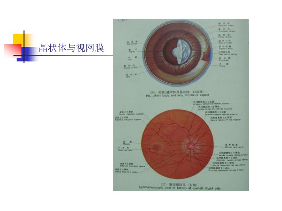 家畜解剖生理第十二章牛的感觉器官和被皮_第4页