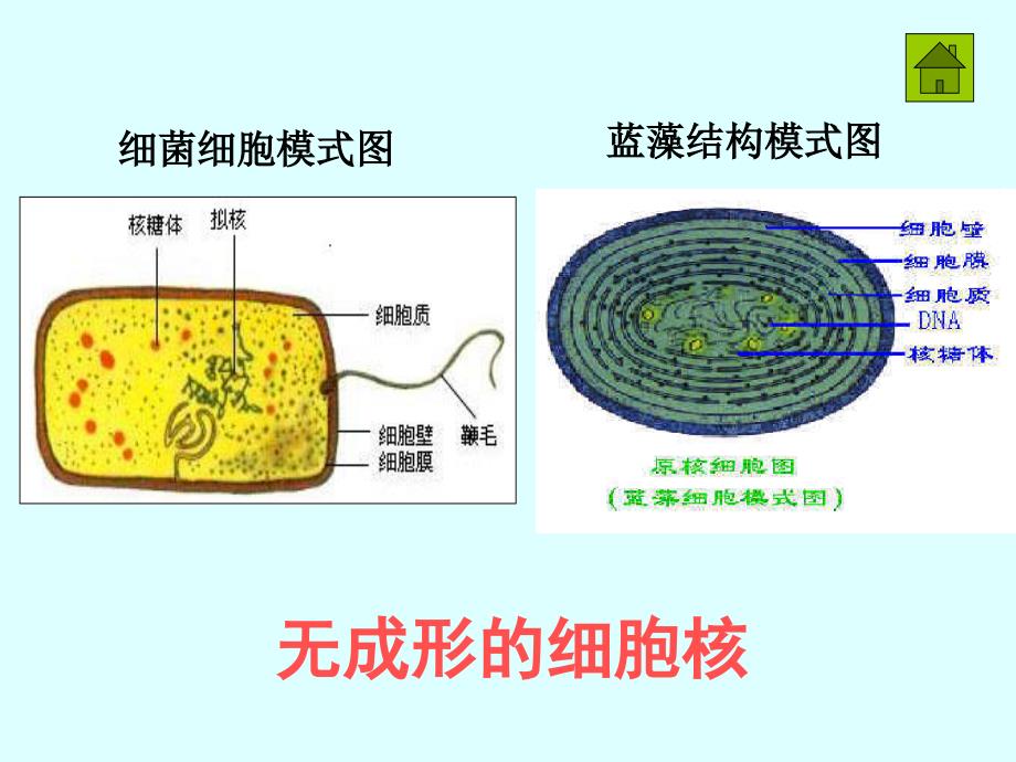 细胞的多样性和统一性课件 (2)_第4页