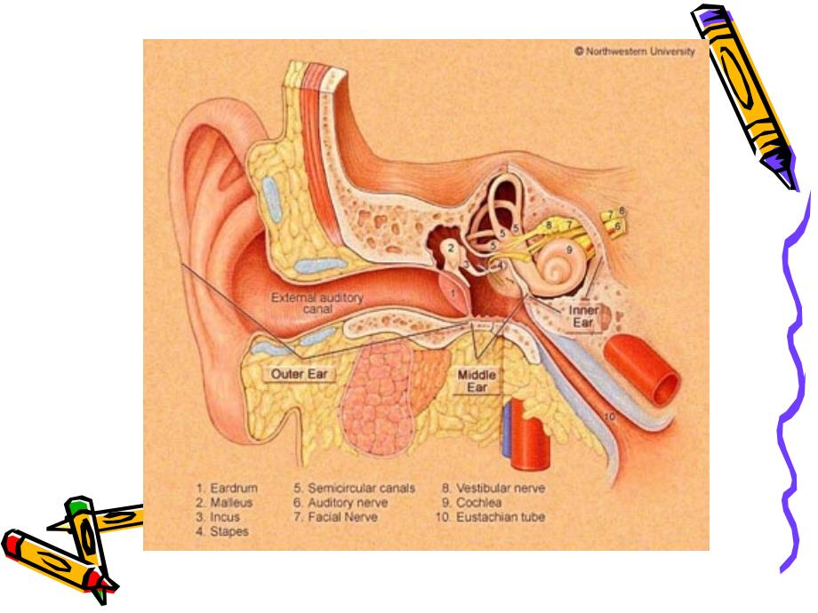 小儿耳科常见病的诊治课件PPT_第2页