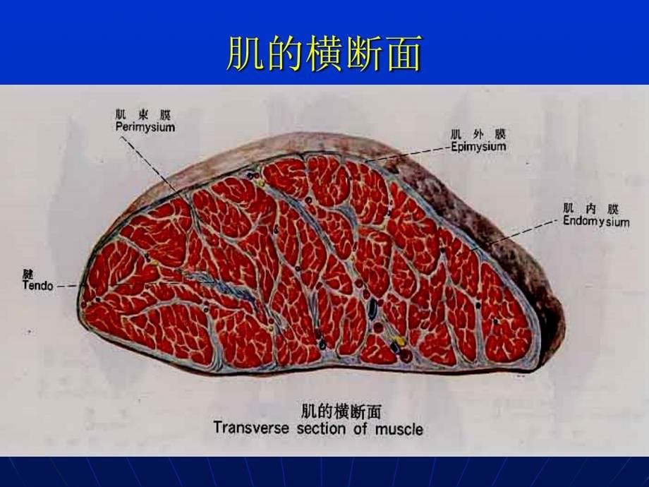 13运动系之肌学_第5页