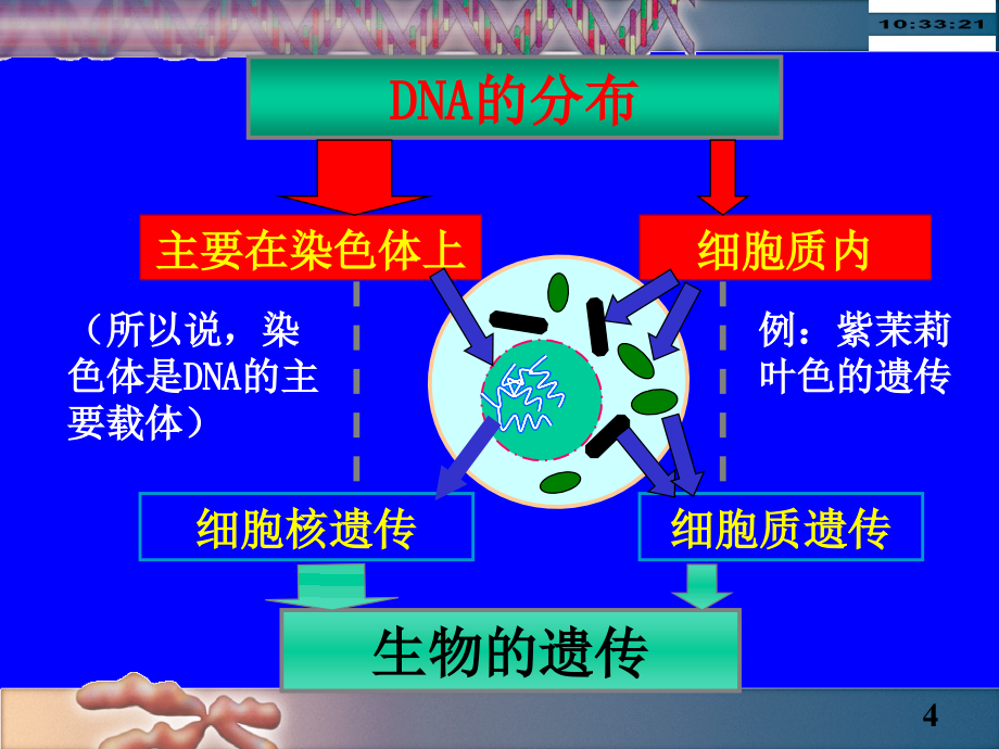 10 细胞质遗传96_第4页