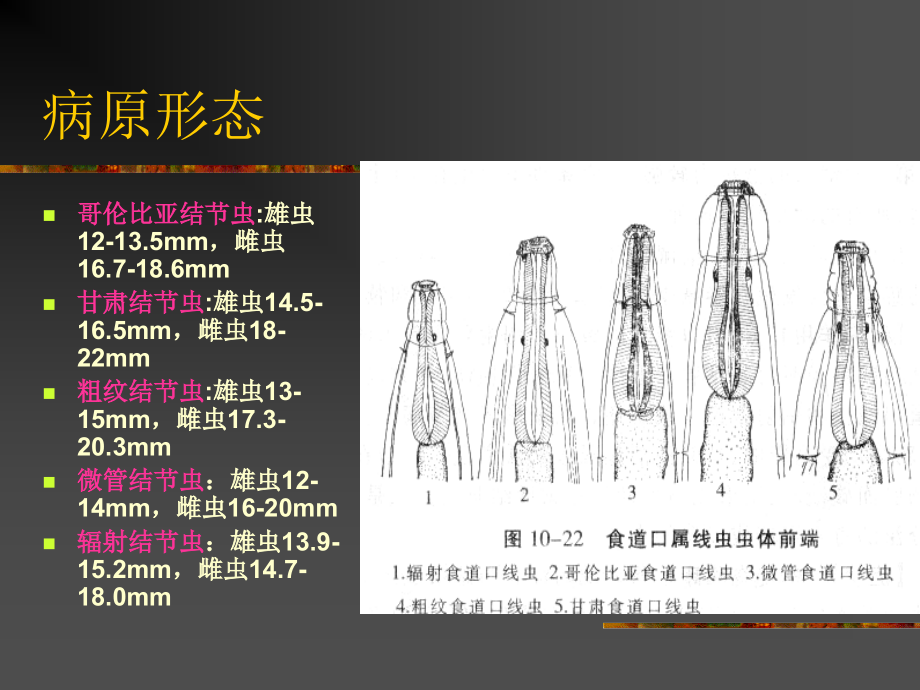 7第四节圆形线虫病_第3页