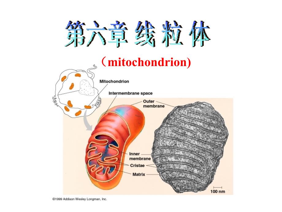 第六章 线粒体_第1页