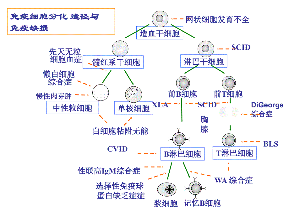 第十九章免疫缺陷_第3页