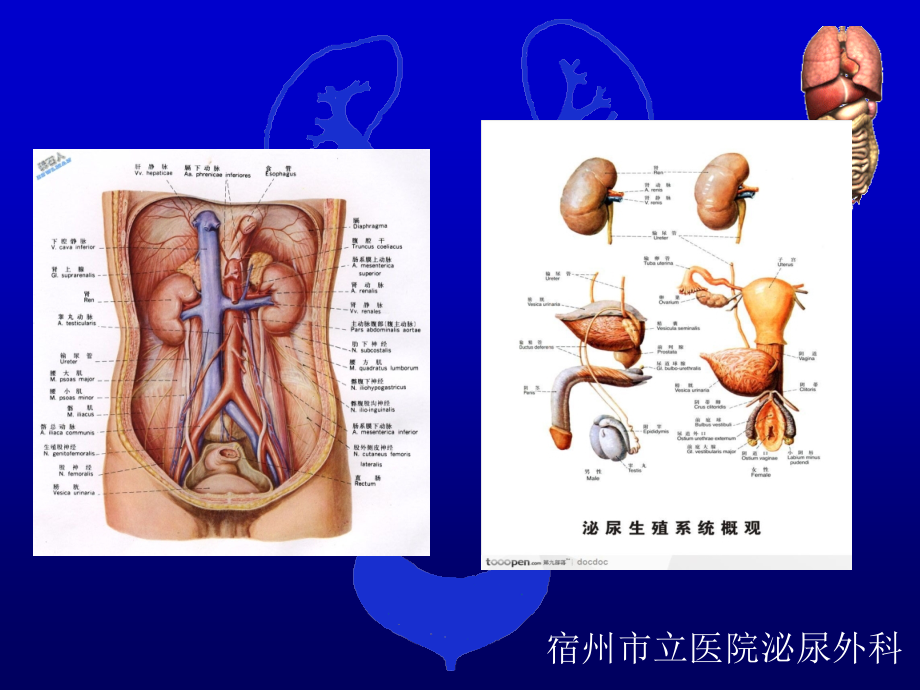 泌尿外科临床技术操作规范PPT课件_第3页