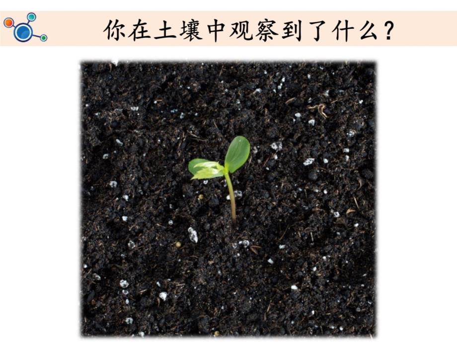 《土壤——动植物的乐园》教学课件教学内容_第4页