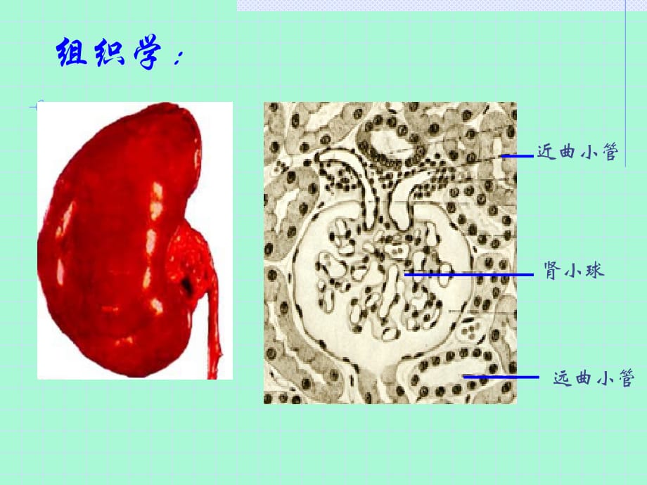 第十一章 泌尿系统疾病13570_第3页