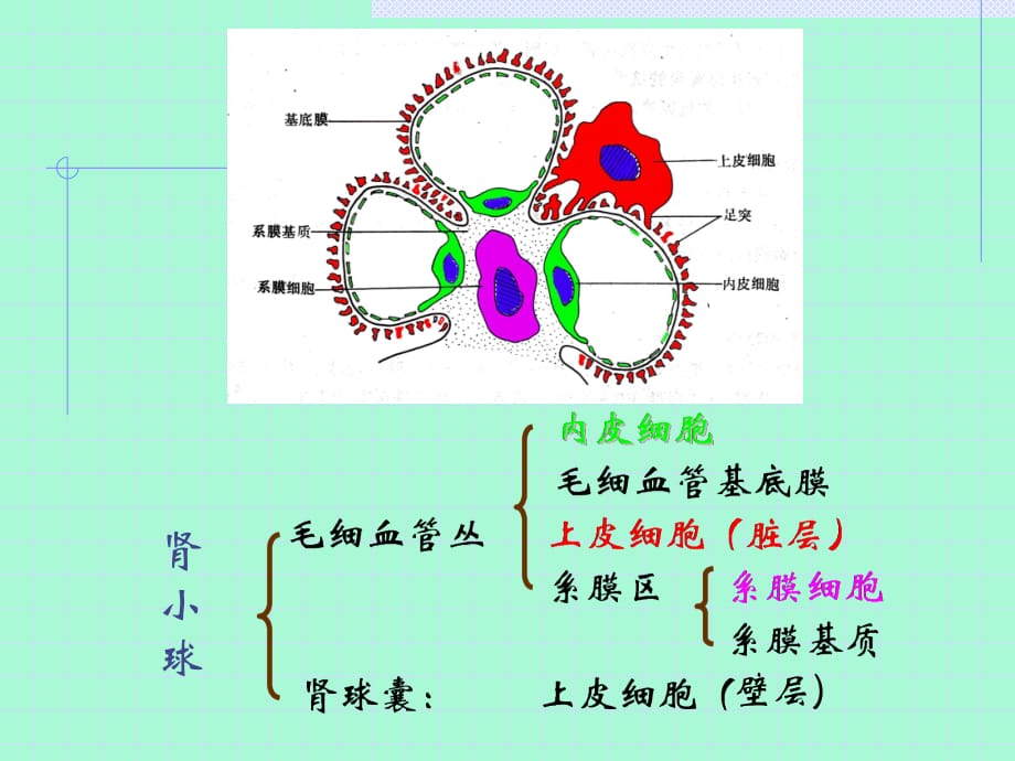 第十一章 泌尿系统疾病13570_第4页