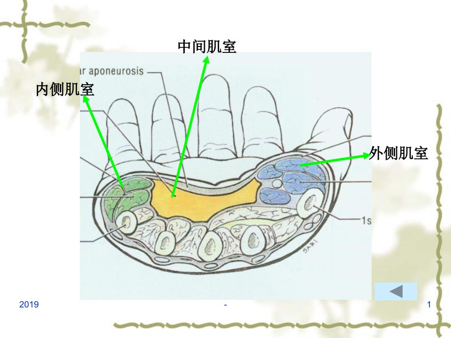 手掌和手指掌面ppt课件课件ppt_第1页