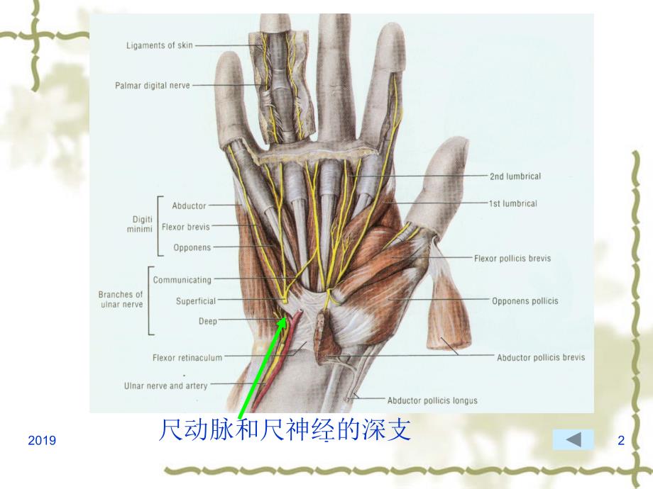 手掌和手指掌面ppt课件课件ppt_第2页