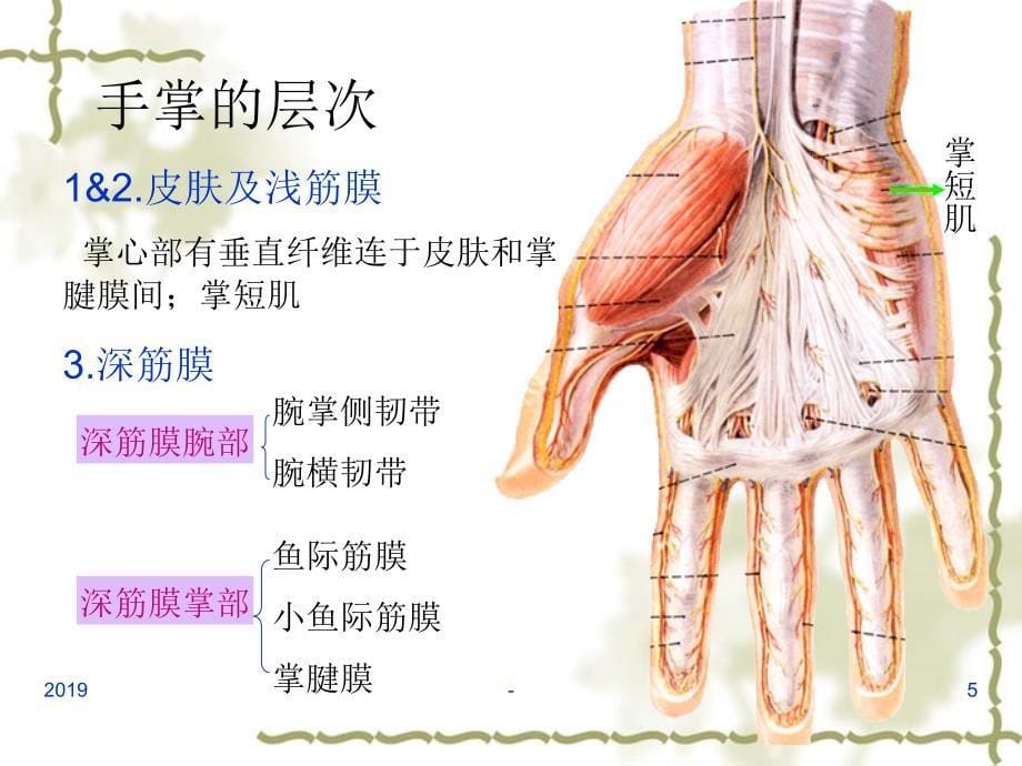 手掌和手指掌面ppt课件课件ppt_第5页