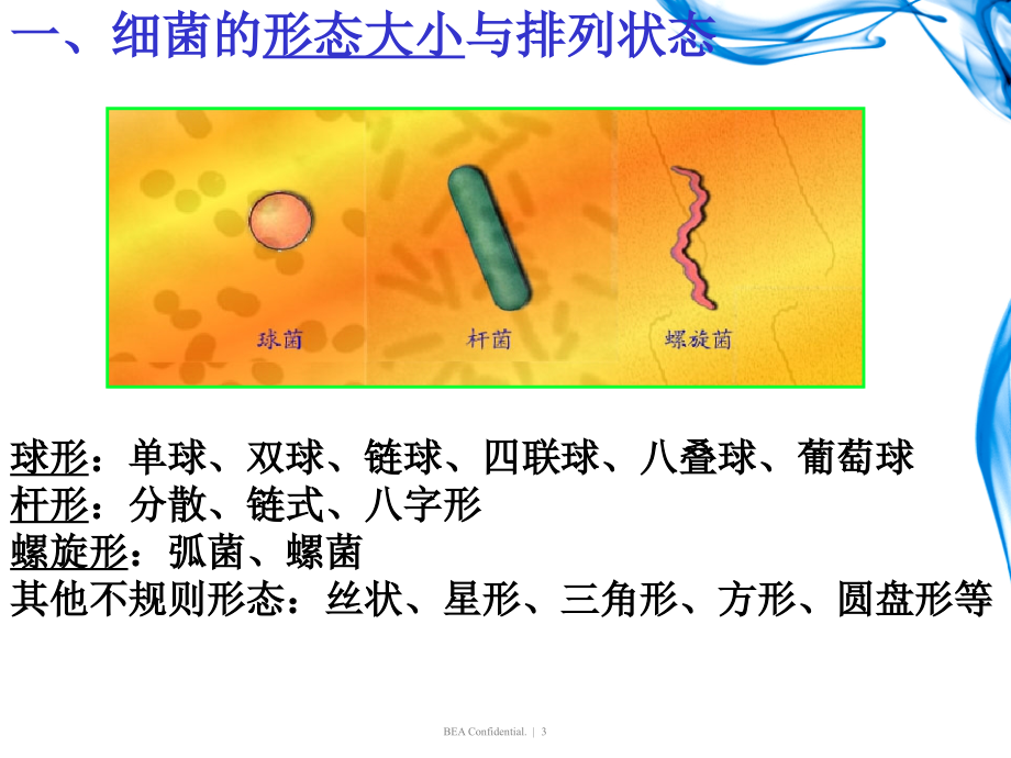 细菌学ppt课件课件ppt_第3页