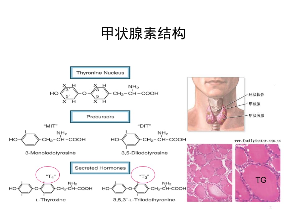 甲状腺疾病61039_第2页