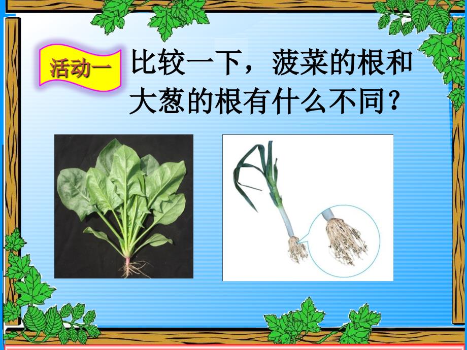 植物的根PPT课件_第2页