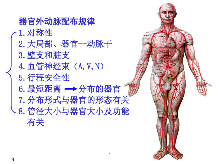 系统解剖学——动脉ppt课件课件ppt_第3页