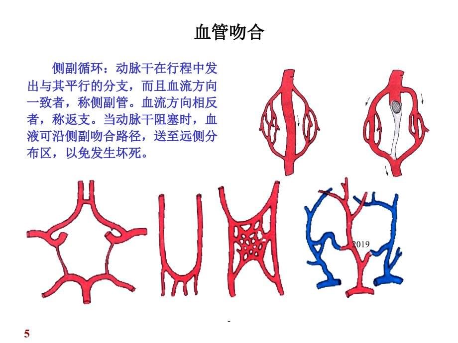 系统解剖学——动脉ppt课件课件ppt_第5页